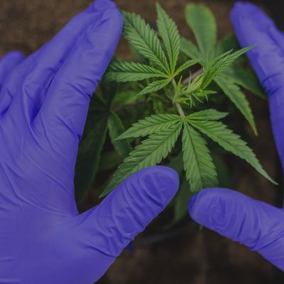 Grande croissance - Cannabis Pharmaceutique